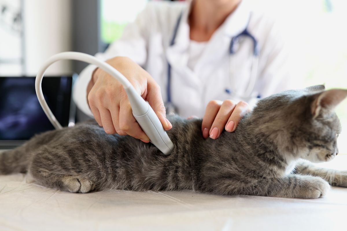cat receiving ultrasound