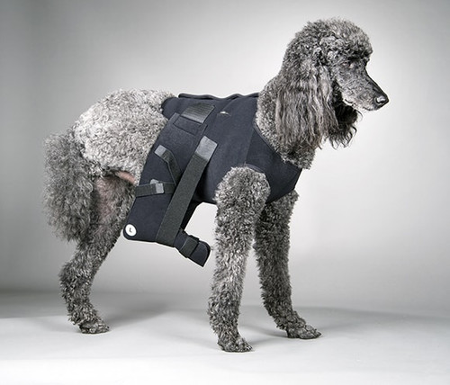 Holter Monitor in Dogs Holter-Monitor
