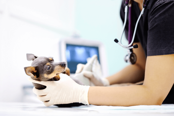 Thoracic-Ultrasound